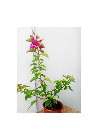 Bodur Begonvil Bougainvillea Ev - Balkon Begonvil 10-20 Cm