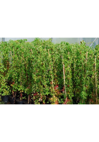 Amerikan Sarmaşığı Parthenocissus Quinquefolia
