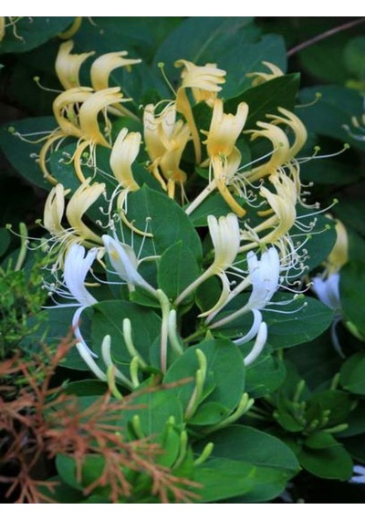 Videolu Sarı Beyaz Hanımeli Çiçeği 1 Adet Saksılı/tüplü 90-120 Cm Bahçe Bitkisi Lonicera Japonica