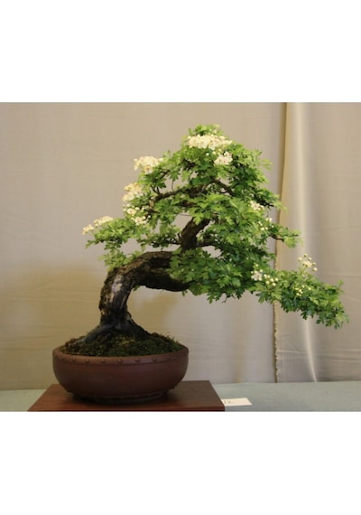 Nadir Ithal Bodur Sarı Alıç Bonzai Ağacı Tohumu 3 Tohum Bonsai Tohumu