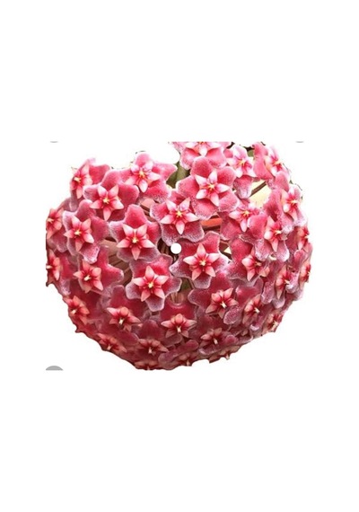 Hoya Pubicayx 1yaş 20-40 Cm Kokulu Mum Çiçeği Bitkisi Koleksiyon
