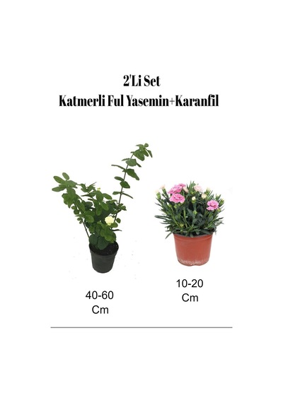 2'li Set Katmerli Ful Yasemin+ Pembe Karanfil Çiçeği Dış Mekan Bitkisi