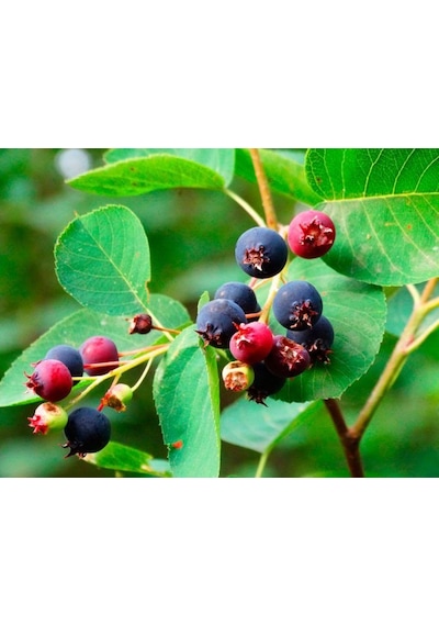 Şifalı Saskatoon Berry Fidanı