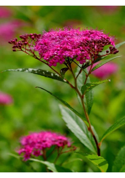 Videolu Pembe Çiçekli Keçi Sakalı Fidanı 1 Adet Saksılı/ Tüplü 60-80 Cm Ispirya Spiraea