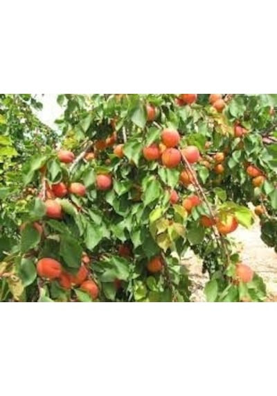 Tüplü Fidan Aldeniz Kayısı  Fidanı