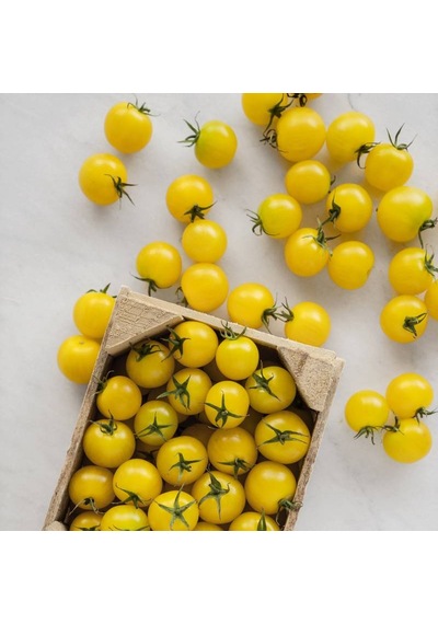 Cherry Saksılık Sarı Domates Tohumu 5 Tohum + Tohu