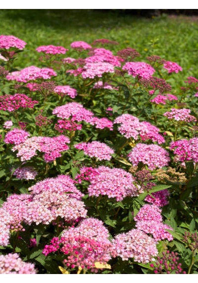 Videolu Pembe Çiçekli Keçi Sakalı Ispirya Fidanı 60-80 Cm 1 Adet Saksılı Dış Mekan Bitkisi Spiraea