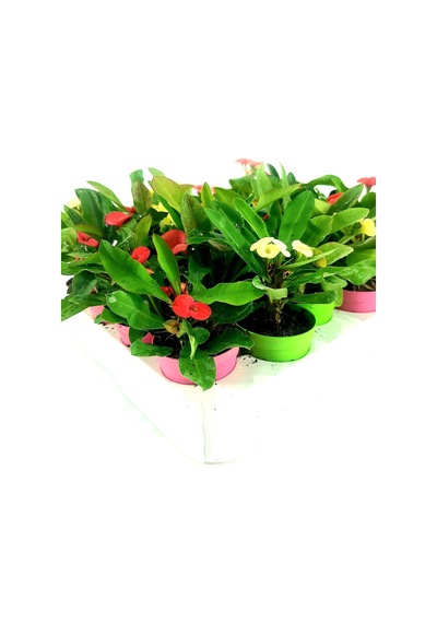 Videolu Milli Dikenler Tacı 3'lü 5 35 Cm Saksılı Kaktüs Euphorbia