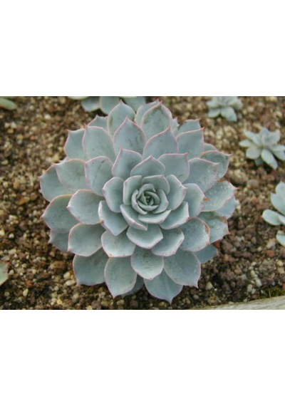 Echeveria Morning Beauty - Sabah Güzeli Sukulent 50 Adet