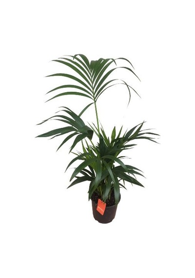 Howea Forsteriana Kentia Palmiyesi İthal - Kentya - 120 Cm