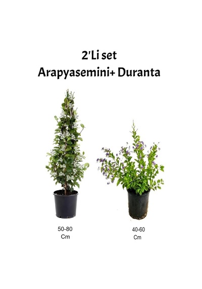 Arap Yasemini+ Mor Çiçekli Duranta Fidanı Dış Mekan Bitkisi