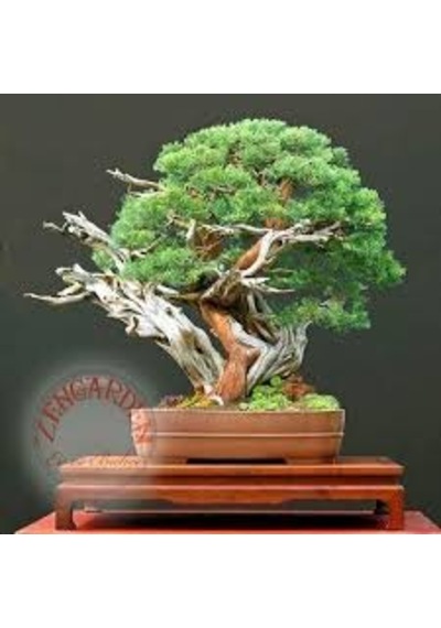 10 Adet Tohum Nadir Ardıç Ağacı Tohumu Bonsai Saksı Toprak