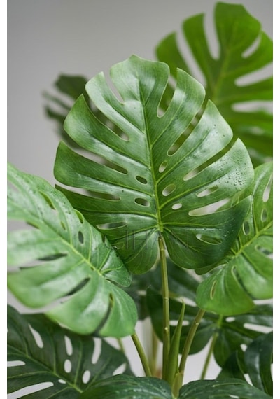 Cihan Çiçekçilik Monstera Ağacı 170cm Beyaz Küre Saksı