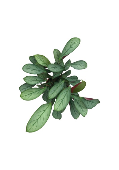 Ctenanthe Setosa 'silver Star' Dua Çiçeği