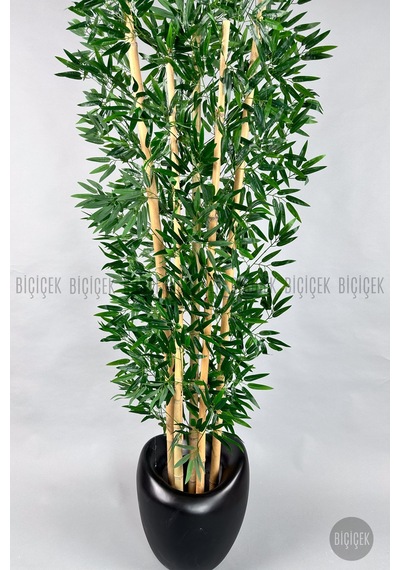 Zen Bambu Ağacı 240 Cm Mocha Bone Saksıda