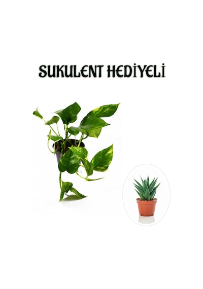 Pothos Alacalı Salon Sarmaşığı Sevgililer Gününe Özel Sukulent Hediyeli