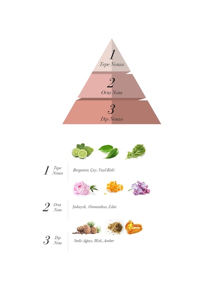 Prova D' Eclade EDP Meyveli Çiçeksi Kadın Parfüm 120 ML