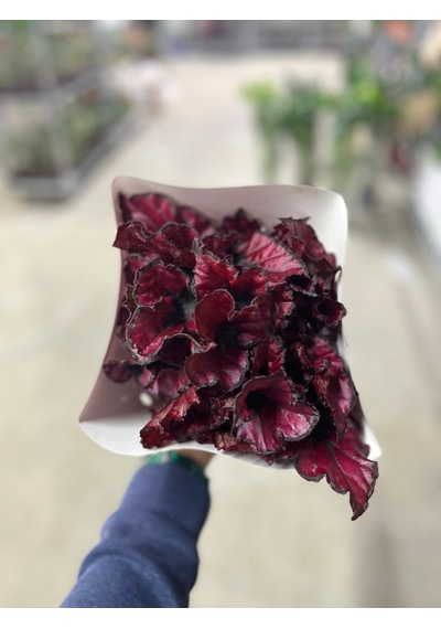 Begonia Rex 'red Tango' Begonia Çiçeği