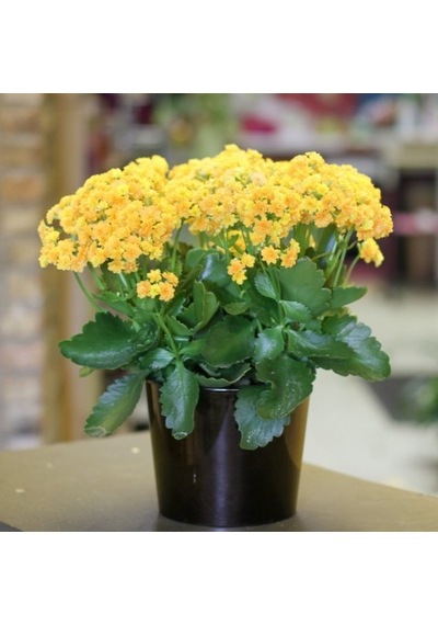 Kalanşo Çiçeği Kalanchoe 10 Adet Sarı
