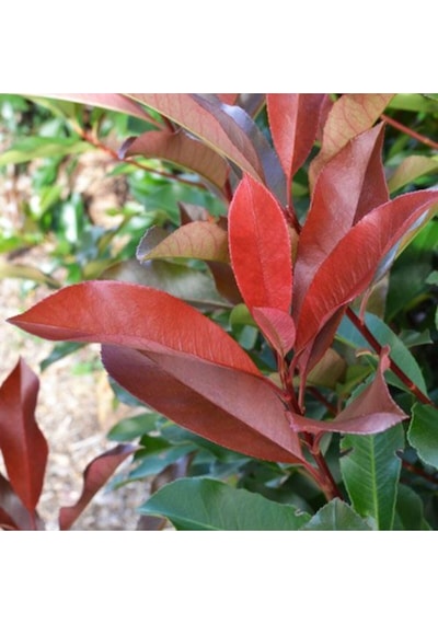 Tüplü Alev Çalısı Photinia Red Robin 30 40 Cm