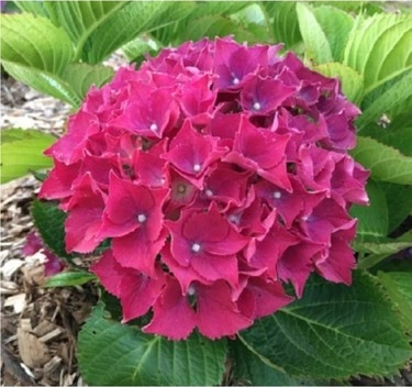 Pembe Ortanca Fidanı Beş 5 Adet 10-20 Cm