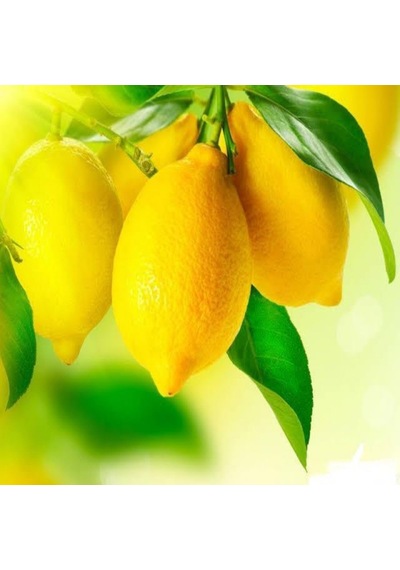Tüplü Yarı Bodur Depolamaya Uygun Kütdiken Limon Fidanı