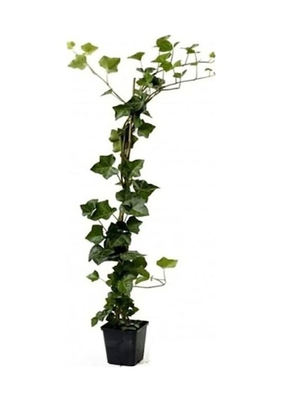 Hedera Helix Yeşil Orman Sarmaşığı 40-60 Cm Gölgeye Uyumlu Bitki