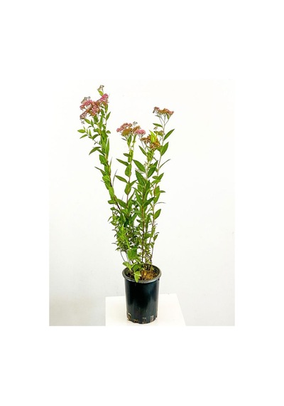 Videolu Pembe Çiçekli Keçi Sakalı Fidanı 1 Adet Saksılı/ Tüplü 60-80 Cm Ispirya Spiraea