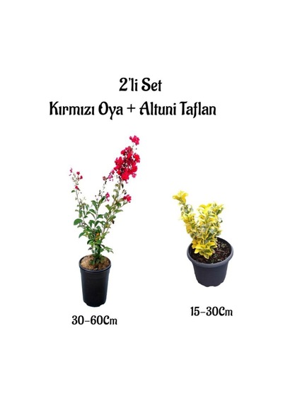 Kırmızı Renk Oya Ağacı Fidanı+altuni Taflan 2'li Set Saksılı Bahçe Bitkisi