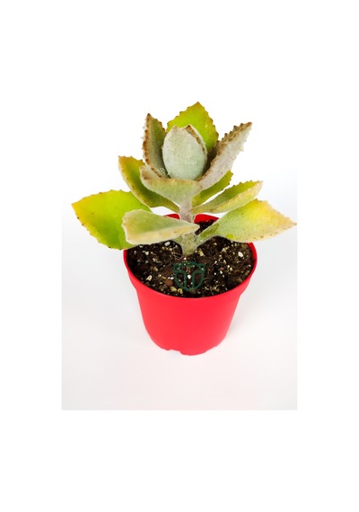 Kalanchoe Beharensis Fang Kadife Yapraklı Sukulent Keçe Bitkisi K