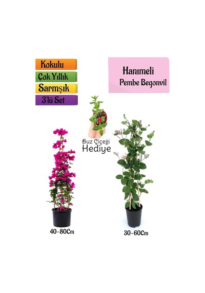 Pembe Begonvil+kokulu Hanıme Çiçeği+buz Çiçeği 3'lü Peyzaj Seti