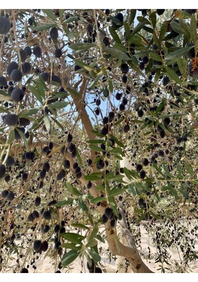 Videolu Trilya Zeytin Fidanı Bol Verimli 30 60 Cm 1 Adet Tüplü Dış Mekan Bitkisi Olive Sapling