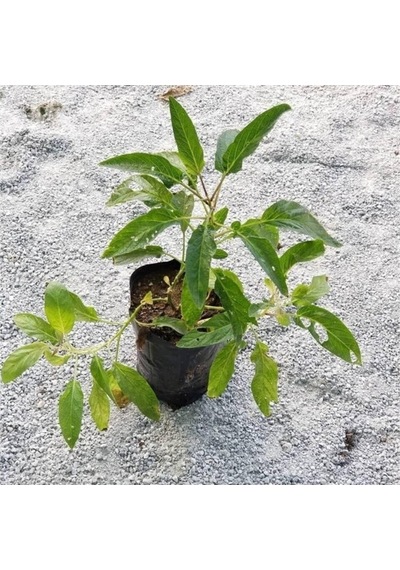 Kokulu Kavun Aromalı Pepino Fidanı 10-20 Cm