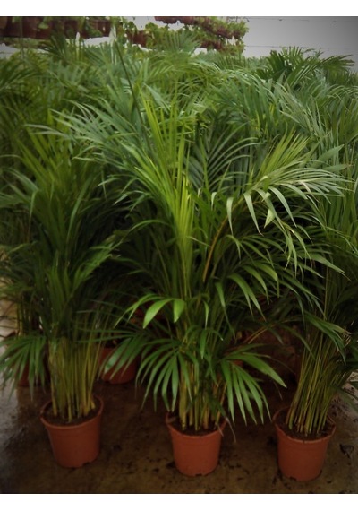4 Yaş Areca Palmiyesi-dypsis Lutescens 160-180 Cm 440