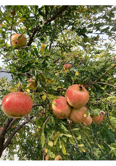 Tüplü Hicaz Nar Fidanı 100-130 Cm
