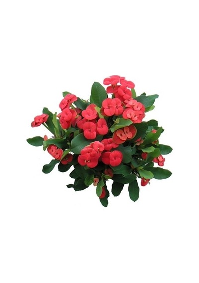 Euphorbia Milli Dikenler Tacı Kaktüsü Fidanı 10-20 Cm