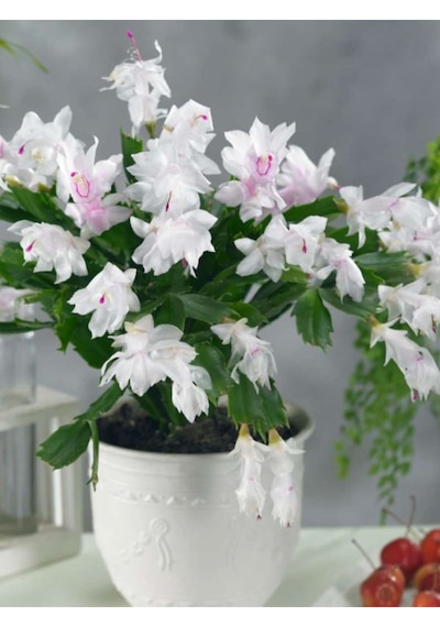 Videolu Beyaz Yılbaşı Çiçeği Fidanı 20-30 Cm Saksılı Çiçekli Bodur Bitkiler White Zygocactus
