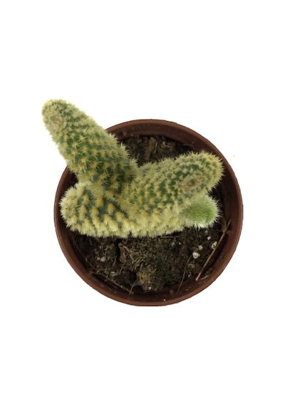 Opuntia Microdasys 'Pallida' (Kaktüs) Ø5,5 CM Y0-10 CM