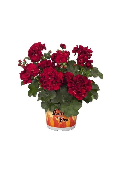 Bordo Sakız Sardunya Çiçeği Fidanı 10-20 Cm