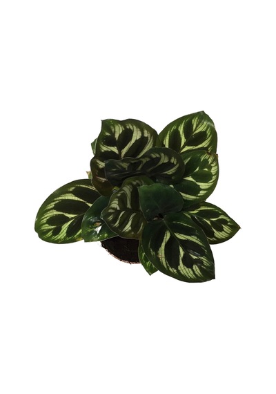 Calathea Makoyana