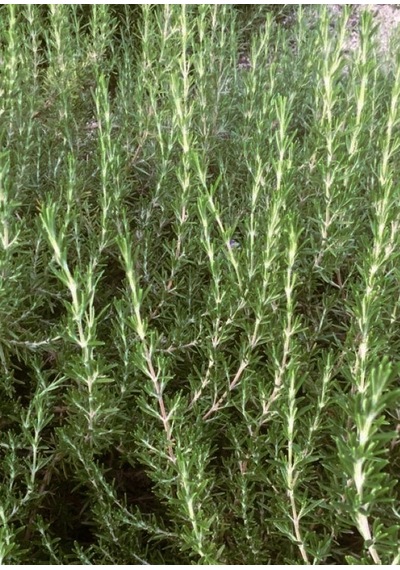 Dayanıklı Ve Lezzetli 2 Yaşında Biberiye Rosmarinus Officinalis