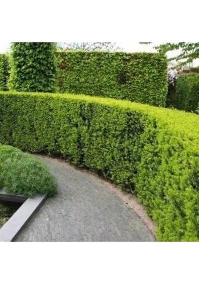 Altuni Mazı Thuja Orientalis Aurea Compacta Nana