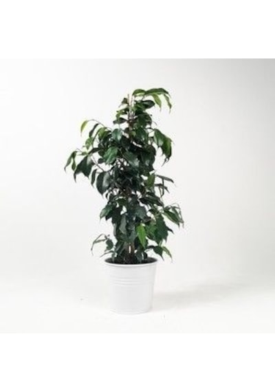 Serada Decor Plant Benjamin Daniella Bitkisi 30 - 40 Cm