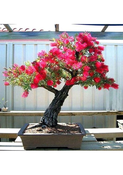 Bodur Bonsai Callistemon Bonsai Ağacı Tohumu Ekim Seti 5 Adet Tohum +saksı+toprak