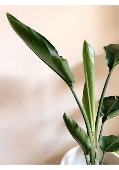 Tek Köklü Starliçe Strelitzia Zarif Salon Bitkisi