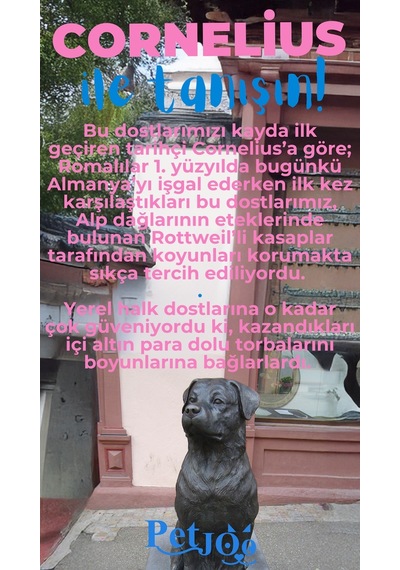 Petjoo 20.Cornelius Mavi-Pembe Qr'lı Köpek Künyesi