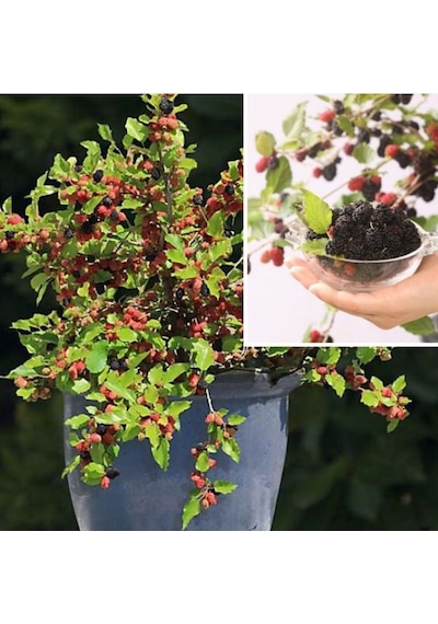 Tüplü Saksıda Yetiştiriciliğe Uygun Soğuklara Dayanıklı Siyah Meyveli Mojo Berry Dut Fidanı