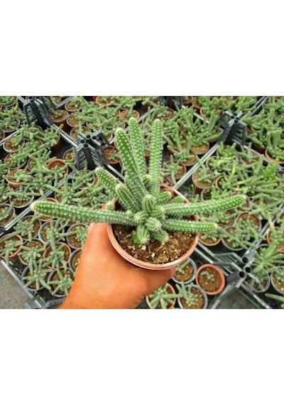 Yılan Kaktüs Chamaecereus Silvestris 10 Adet