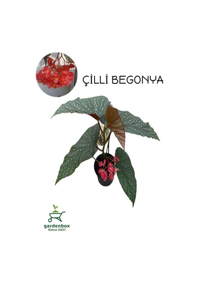 Çilli Begonya Çiçeği Dolgun Formlu Kırmızı Çiçekli 1 Adet Saksılı 30-40cm