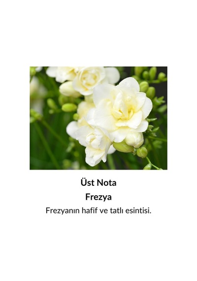 Alescia St-81 Kadın Parfüm EDP 50 ML